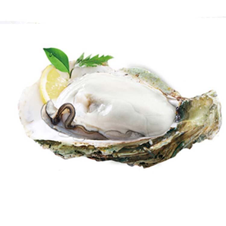 北部湾深海生蚝